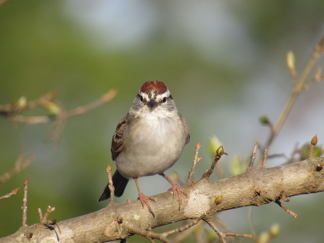 Chipping Sparrow