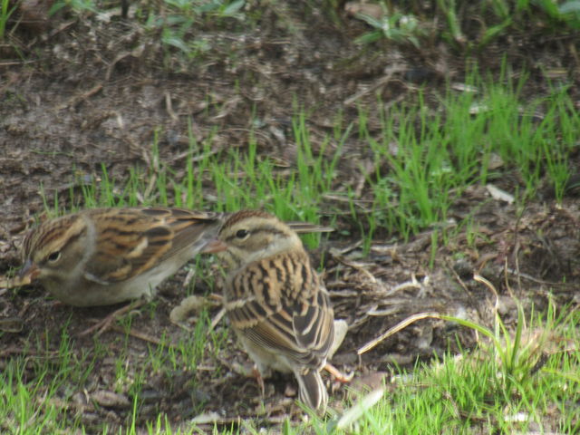 Chipping Sparrow
