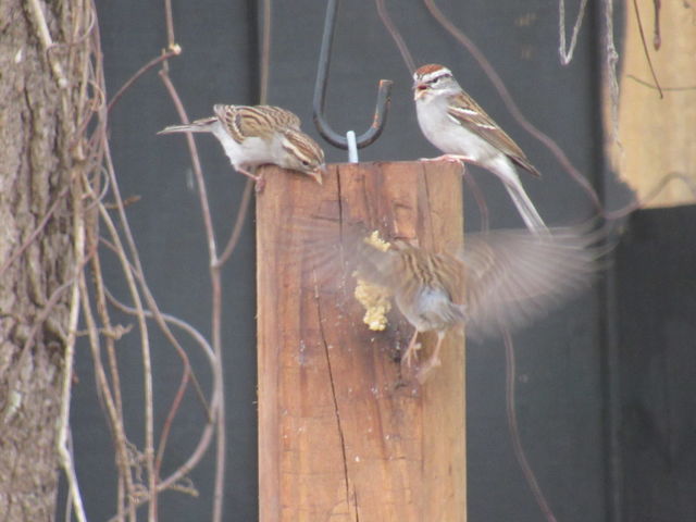 Chipping Sparrow