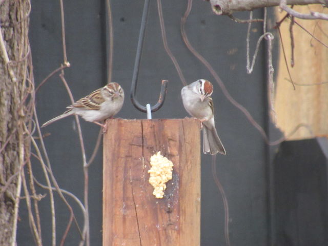 Chipping Sparrow