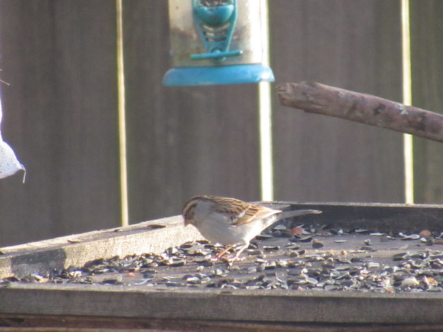 Chipping Sparrow