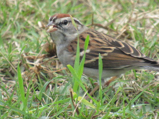 Chipping Sparrow