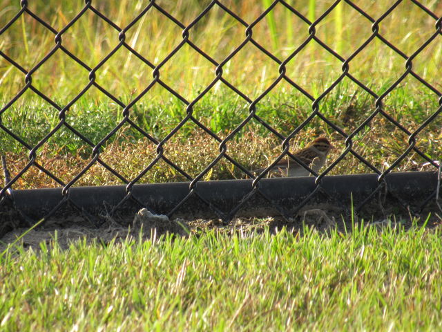 Chipping Sparrow