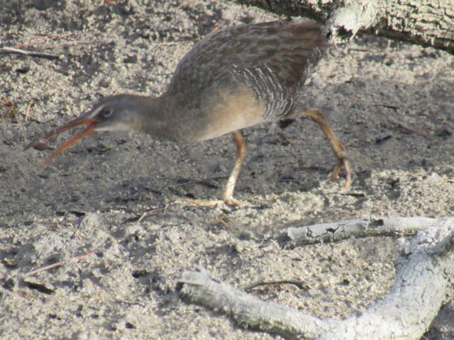 Clapper Rail
