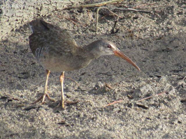 Clapper Rail
