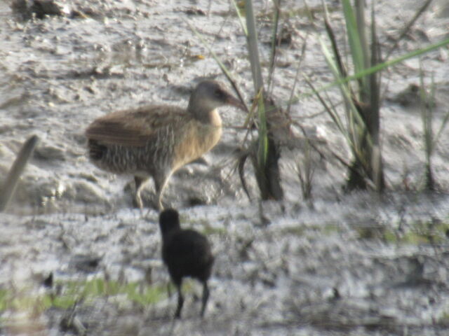 Clapper Rail
