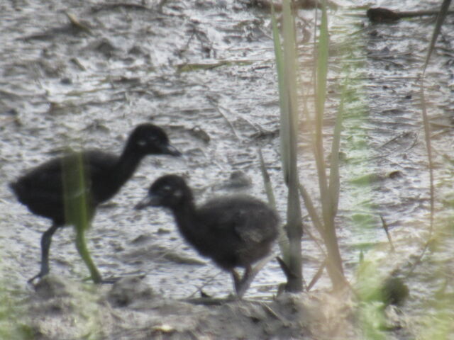 Clapper Rail