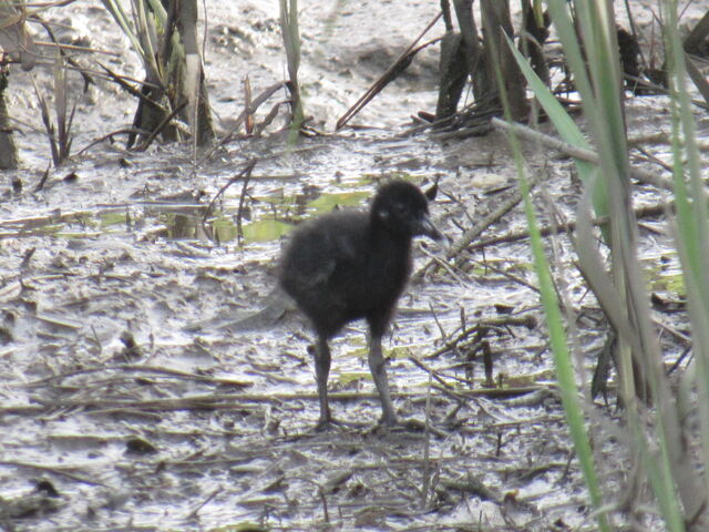 Clapper Rail