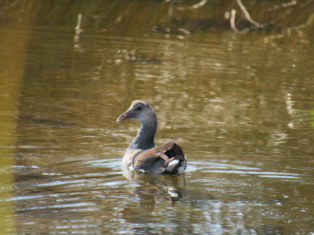 Common Gallinule