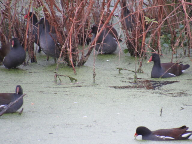Common Gallinule