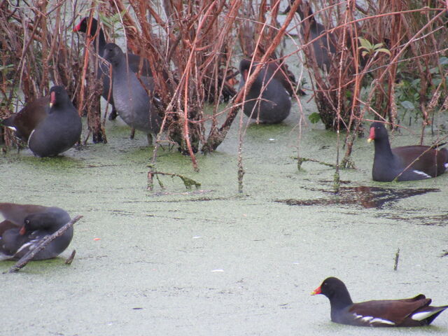 Common Gallinule