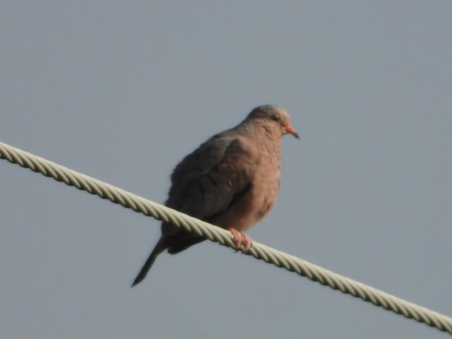 Common Ground Dove