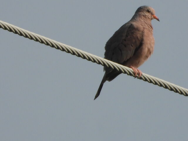 Common Ground Dove