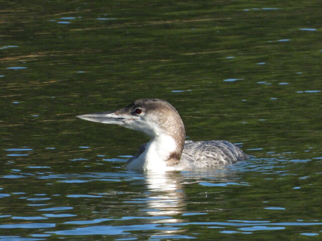 Common Loon