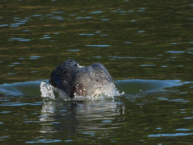 Common Loon