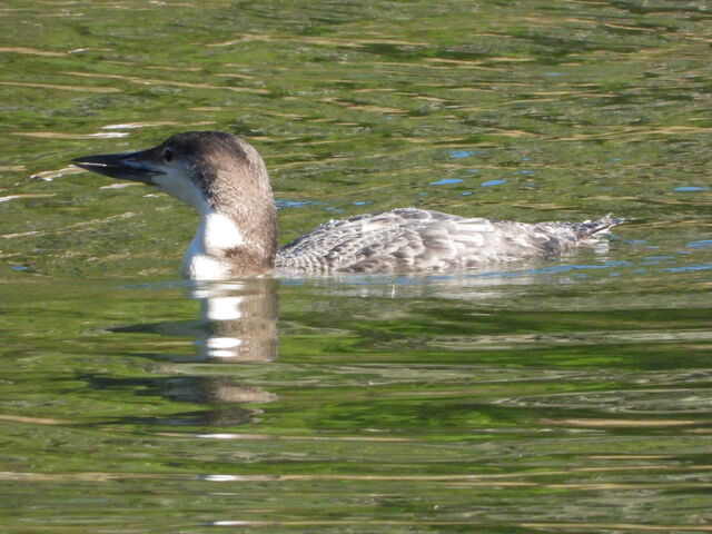 Common Loon