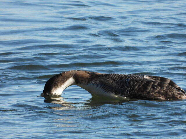 Common Loon