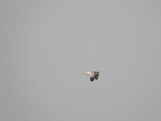 Common Tern