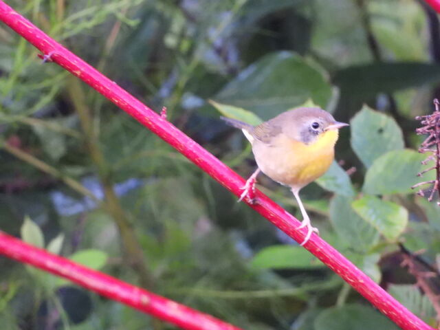 Common Yellowthroat