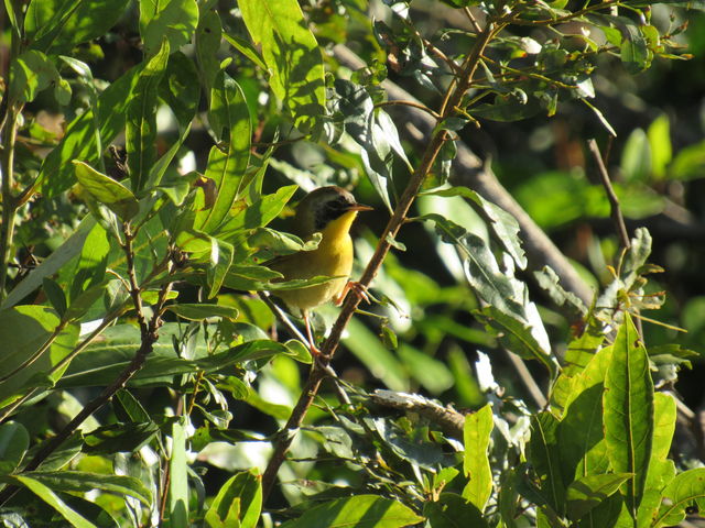 Common Yellowthroat