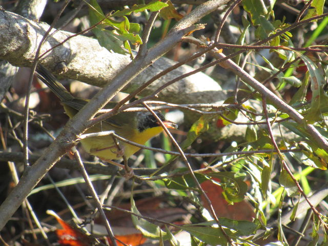Common Yellowthroat