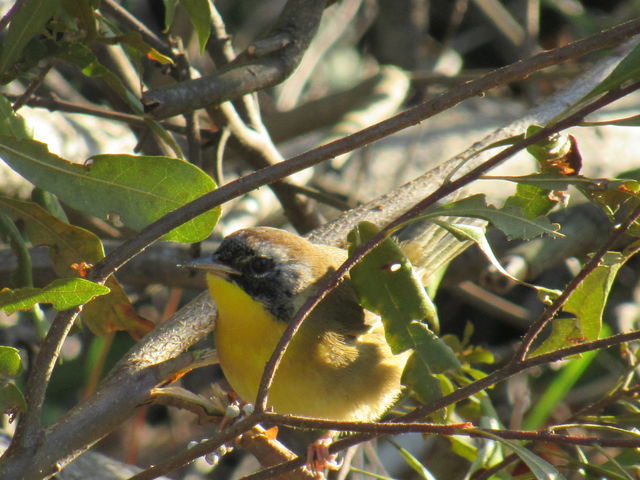 Common Yellowthroat