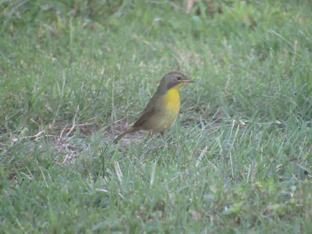 Common Yellowthroat