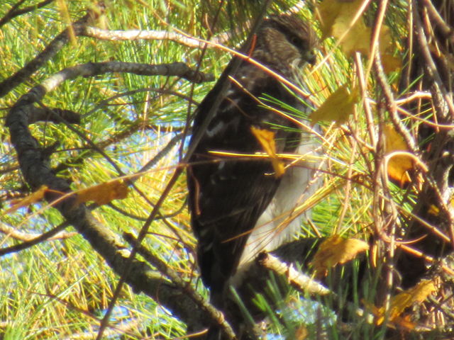 Cooper's Hawk