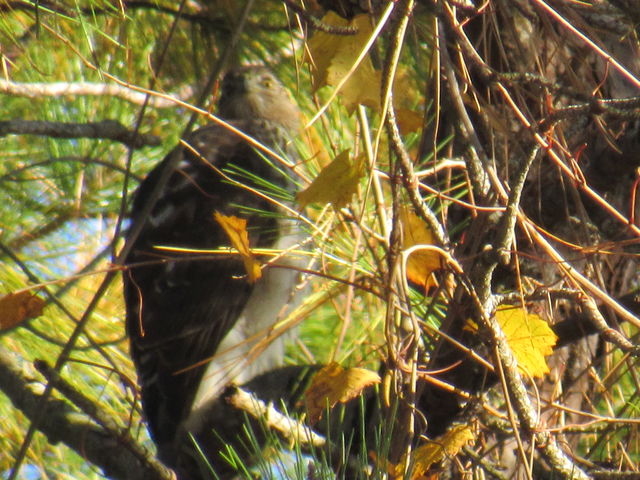 Cooper's Hawk