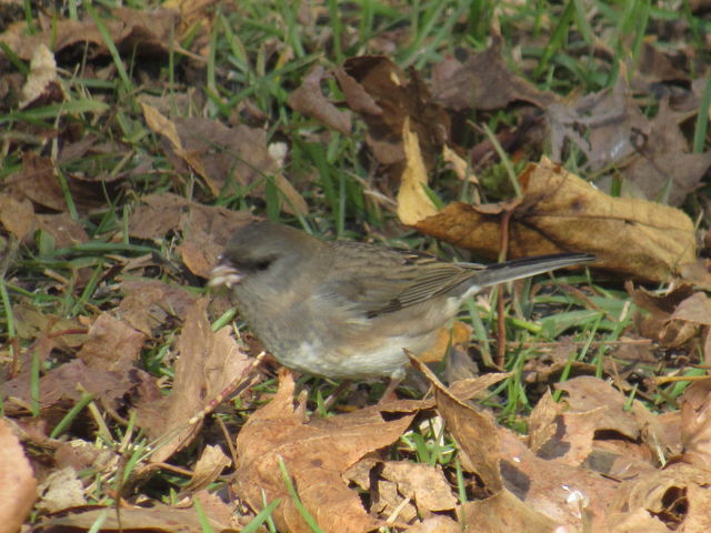 Dark-eyed Junco
