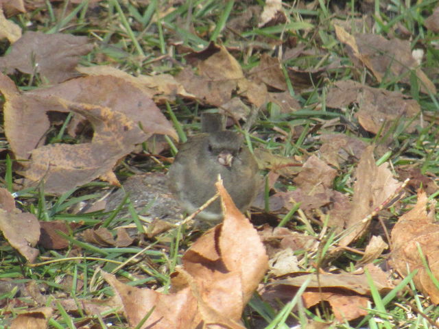 Dark-eyed Junco
