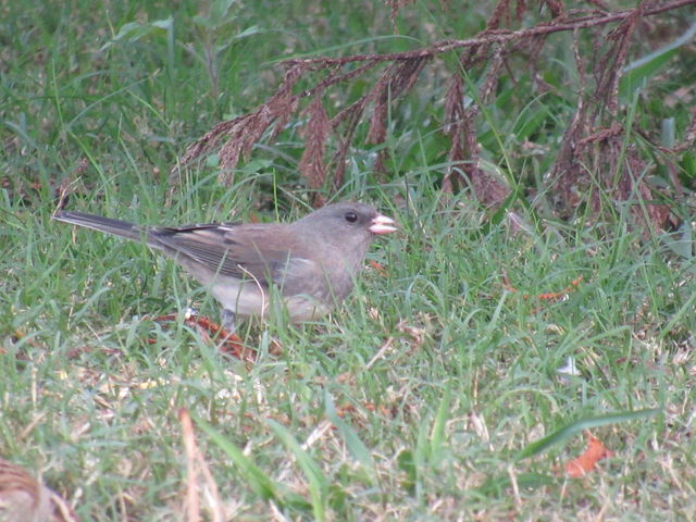 Dark-eyed Junco