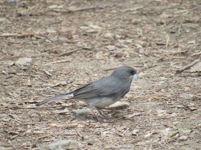 Dark-eyed Junco