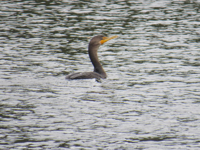 Double-crested Cormorant