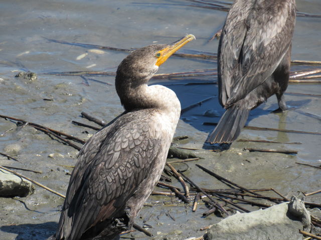 Double-crested Cormorant