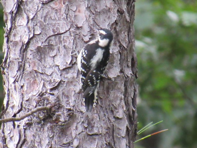 Downy Woodpecker