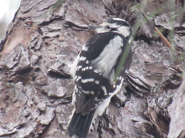 Downy Woodpecker