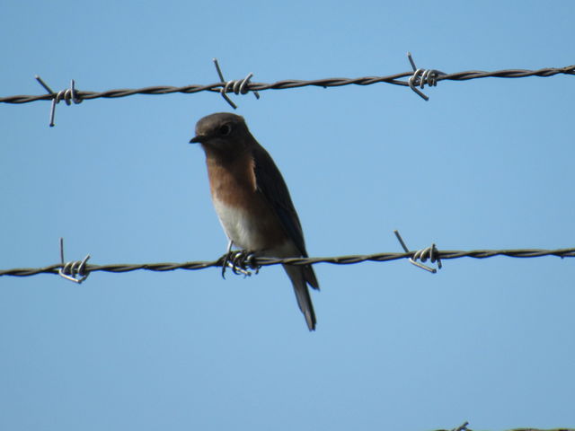 Eastern Bluebird