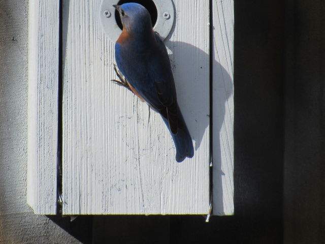 Eastern Bluebird