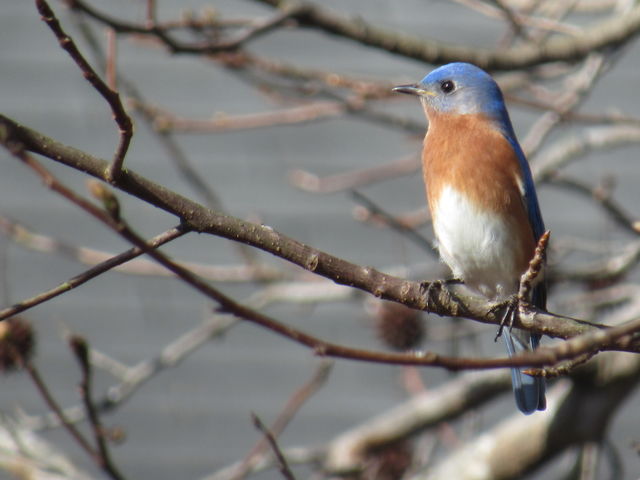 Eastern Bluebird