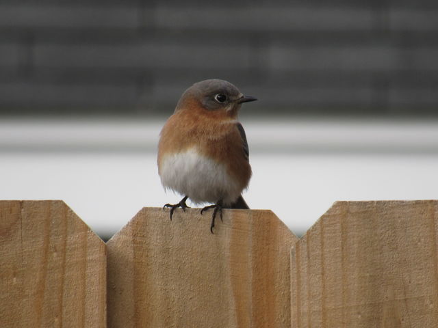 Eastern Bluebird