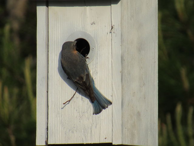 Eastern Bluebird