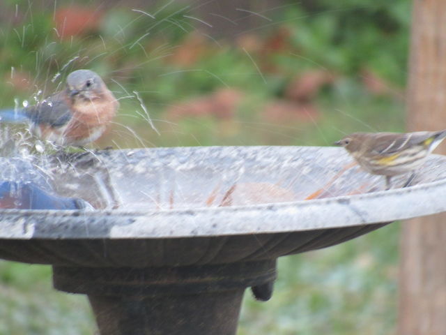 Eastern Bluebird