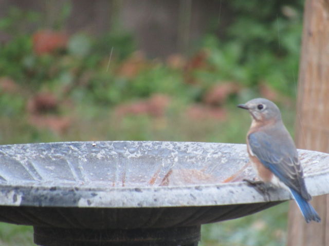 Eastern Bluebird