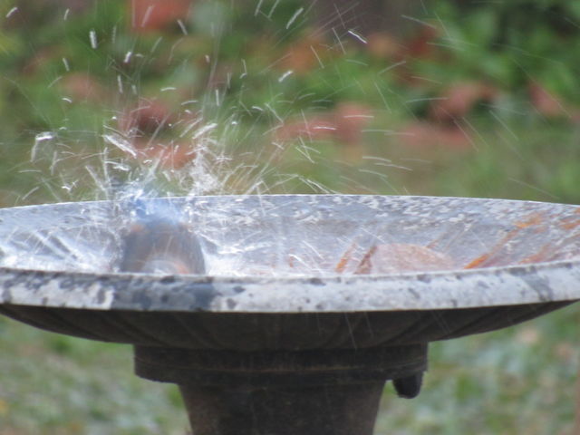 Eastern Bluebird