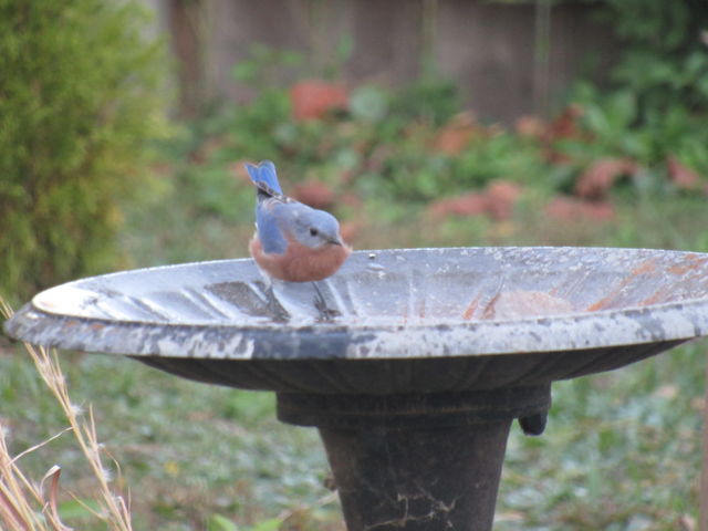 Eastern Bluebird