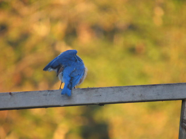 Eastern Bluebird