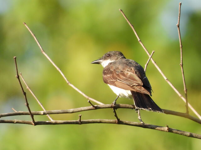 Eastern Kingbird