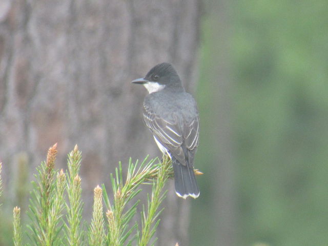 Eastern Kingbird