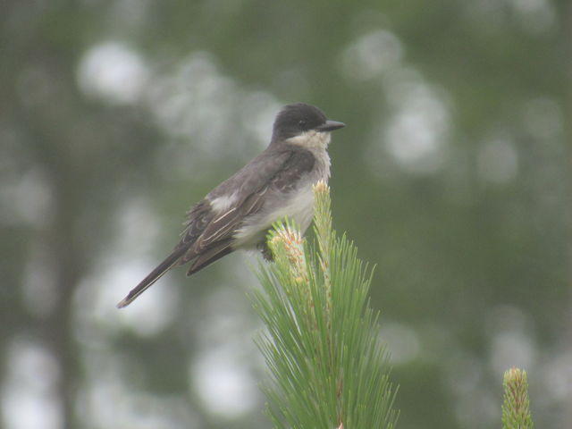 Eastern Kingbird